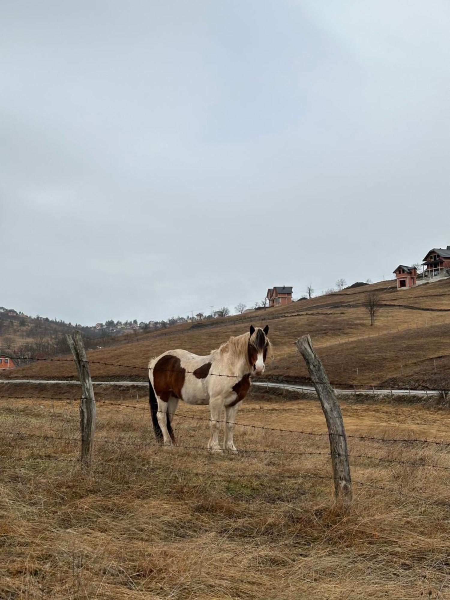 Вилла Wild Nest Zlatibor Bear Экстерьер фото