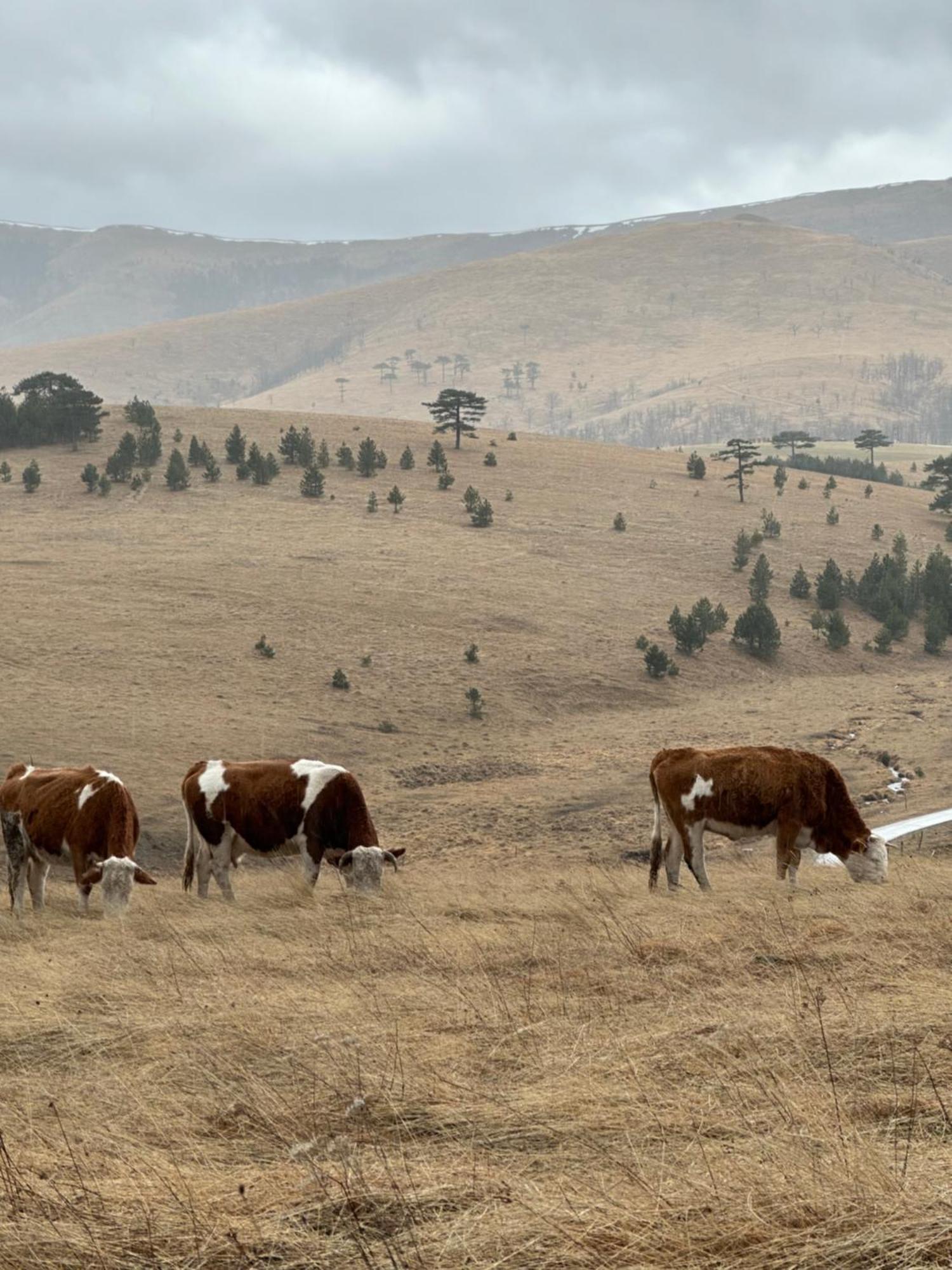 Вилла Wild Nest Zlatibor Bear Экстерьер фото