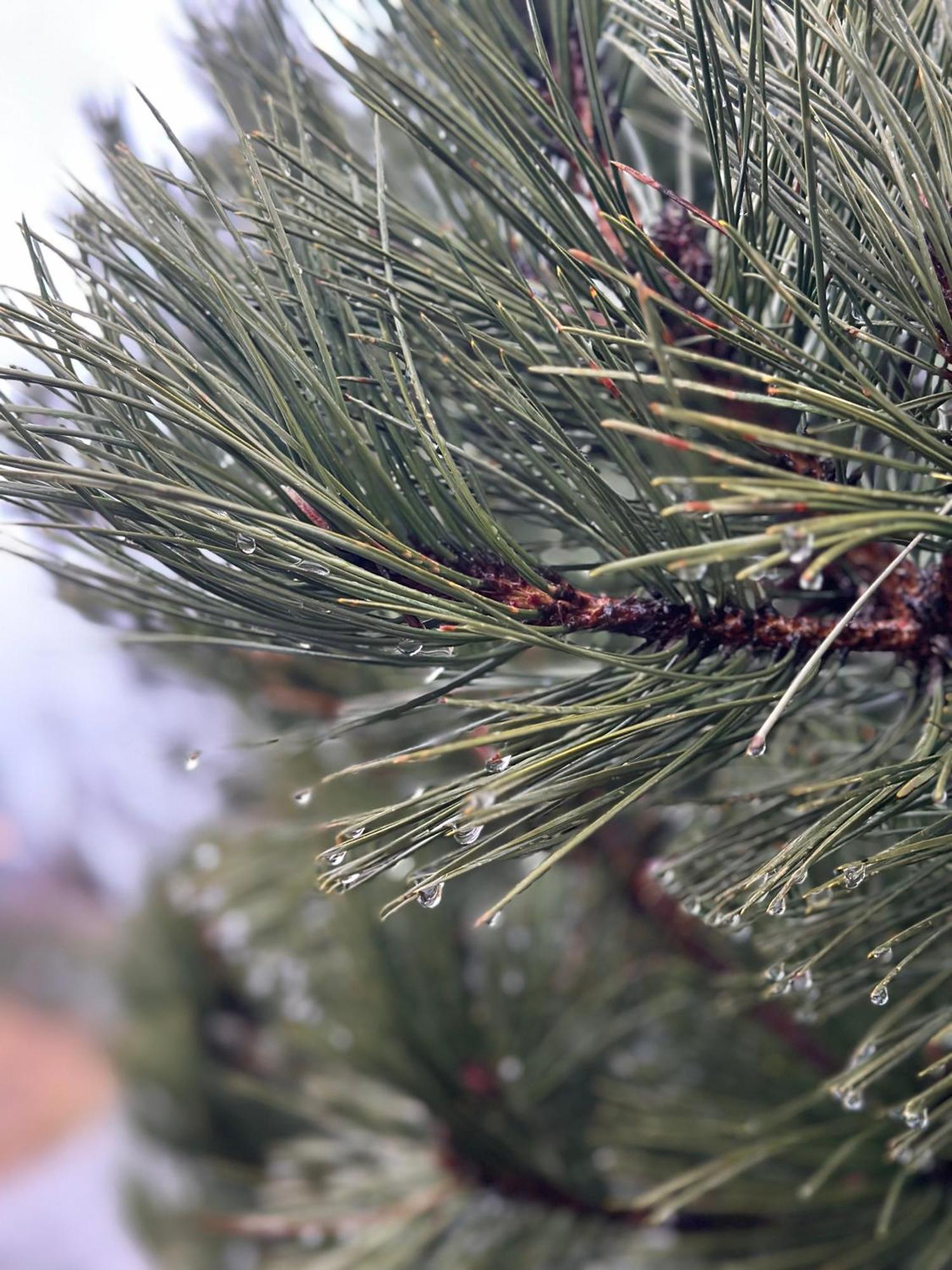 Вилла Wild Nest Zlatibor Bear Экстерьер фото
